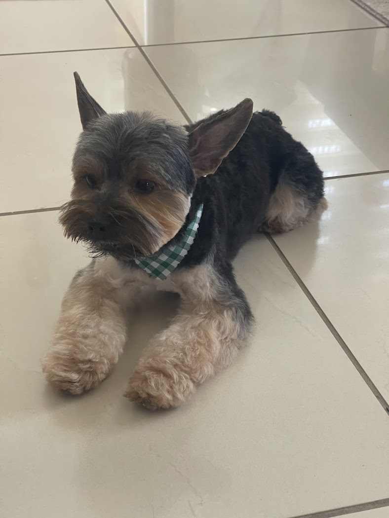 LOVELY TAILS GROOMING BOUTIQUE
